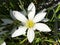 Autumn zephyrlily Zephyranthes candida, White windflower, Peruvian swamp lily, Weisse Zephirblume