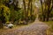 Autumnal aisle path in the cemetery