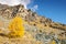 Autumnal alpine landscape