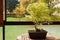 Autumnal Ash Slime, Fraxinus Uhdei, Bonsai