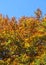 autumnal background with deciduous leaves from the many warm col