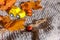 Autumnal Background. Yelllow toy car and dried orange fall maple leaves on grey knitted sweater. Thanksgiving banner copy space.