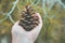 Autumnal background. Young caucasian woman girl holds in hand pine cone in forest. Earthy brown green grey tones. Hipster style