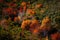 Autumnal beautiful landscape with chestnut trees, oaks and beech tree