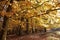 Autumnal beech forest