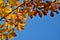 Autumnal beech leaves