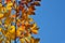 Autumnal beech leaves