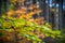 Autumnal beech leaves with amazing colorful blurred background