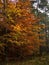 Autumnal beech tree wood