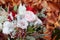 Autumnal bridal bouquet. bride holding wedding bouquet