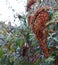 Autumnal brown buddleia flower seed heads