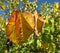 Autumnal Brown and Green Leaves in October