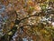 Autumnal Brown Leaves in October