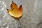 Autumnal brown yellow hawthorn leaf on sunny glass table