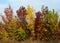 Autumnal bushes in the Hungarian wilderness