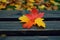 Autumnal charm a solitary maple leaf adorns a wooden bench