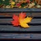 Autumnal charm a solitary maple leaf adorns a wooden bench
