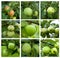 Autumnal collage - branch with ripe green apples and green leaves