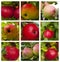 Autumnal collage - branch with ripe red apples and green leaves.