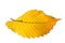 Autumnal color leaf