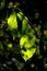 Autumnal colored leaves in backlit