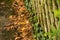 Autumnal colored leaves at a wooden fence