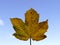 Autumnal colored maple leaf in backlite on a blue sky