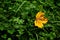 Autumnal colored maple leaf on grass