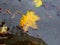 Autumnal colored maple leaf on a street puddle with mirrored umbrella