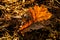 Autumnal colored oak leaf in back light