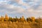 Autumnal colorful forest under blue sky with clouds