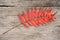 Autumnal, colorful leaf seen from above, which lies on old wooden boards. Flat-lay visualization with copy space.