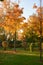 Autumnal colorful trees in a park.