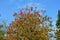 Autumnal colorful treetops in front of bright blue sky