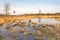 Autumnal colors in a swampy nature reserve