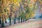 Autumnal colors on the trees in a park