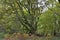 Autumnal Colours, Redgrave and Lopham Fen, Suffolk, UK