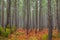 Autumnal Coniferous forests