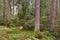 Autumnal coniferoustree stand with moss and broken trees