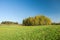 Autumnal copse and green meadow