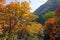 Autumnal Cotinus coggygria forest
