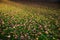 Autumnal covered grassland