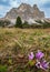 Autumnal crocus flowers  near Falzarego Pass, Italy Dolomites