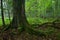 Autumnal deciduous stand of Bialowieza Forest