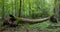 Autumnal deciduous stand with dead tree