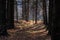 Autumnal deciduous tree stand with ferns