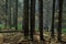 Autumnal deciduous tree stand with ferns