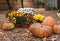 Autumnal decoration with flowers and pumpkins. Thanksgiving decor with pumpkins in a garden. Halloween.