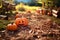 Autumnal Delight: A Halloween Pumpkin Patch