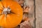 Autumnal Delight: Vibrant Pumpkin and Rustic Wood